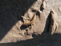 Caffrogobius gilchristi