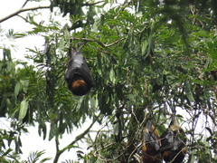 Pteropus niger
