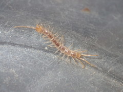 Pokabius clavigerens