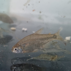 Cheirodon interruptus