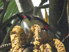 Pycnonotus jocosus