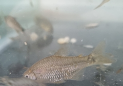 Cheirodon interruptus