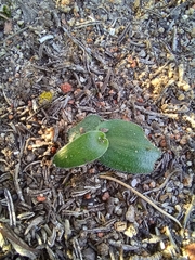 Ornithogalum hispidum
