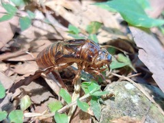 Vagitanus terminalis