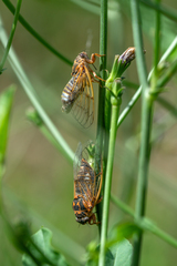 Cicadatra hyalina