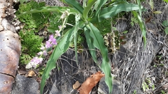 Thyrsanthemum floribundum