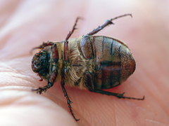 Aplidia transversa transversa