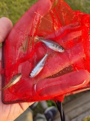 Bryconamericus iheringii