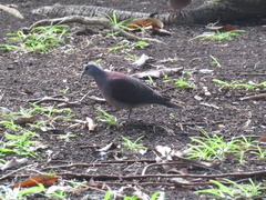 Nesoenas picturatus