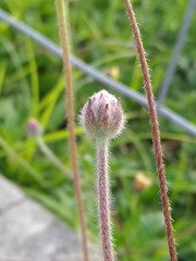 Tridax procumbens