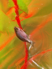 Cheirodon interruptus