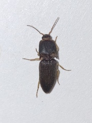 Heteroderes amplicollis