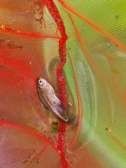 Cheirodon interruptus