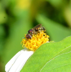 Ceratina unimaculata