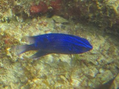 Stegastes rectifraenum