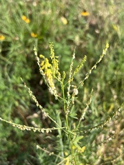 Melilotus officinalis