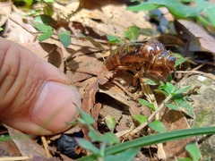 Vagitanus terminalis