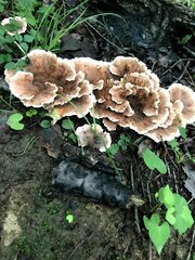 ニクウチワタケ