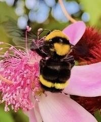 Bombus transversalis