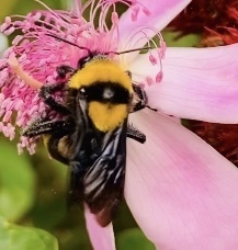 Bombus transversalis