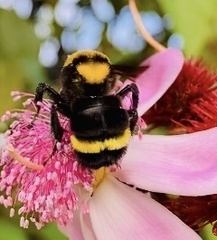Bombus transversalis