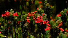 Erica viscaria