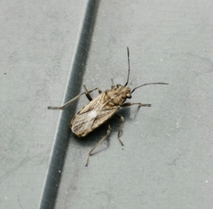 Ortholomus punctipennis
