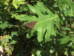 Erynnis meridianus