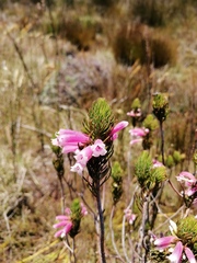 Erica viscaria