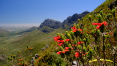 Erica viscaria