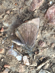 Erynnis meridianus