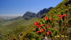 Erica viscaria