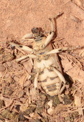 Pycnodactylopsis tomentosa