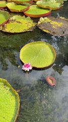 Victoria amazonica