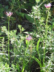 Allium brevistylum