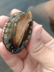 Haliotis diversicolor