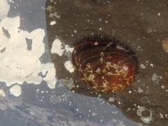 Haliotis diversicolor