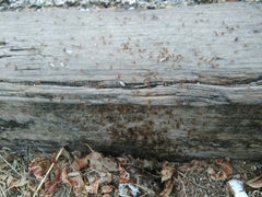 Pheidole pallidula