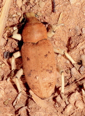 Pycnodactylopsis tomentosa