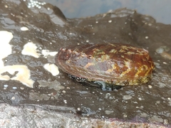 Haliotis diversicolor