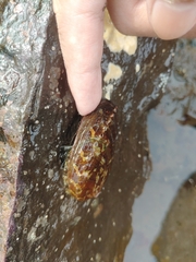 Haliotis diversicolor