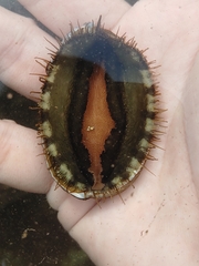 Haliotis diversicolor