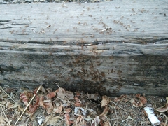 Pheidole pallidula