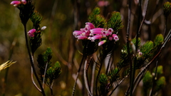 Erica viscaria