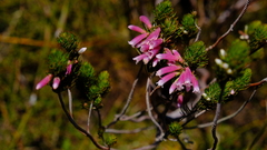 Erica viscaria