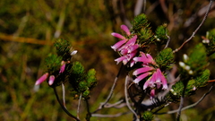 Erica viscaria