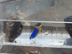 Pomacentrus coelestis