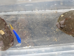 Pomacentrus coelestis