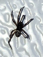 Steatoda albomaculata