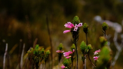 Erica viscaria